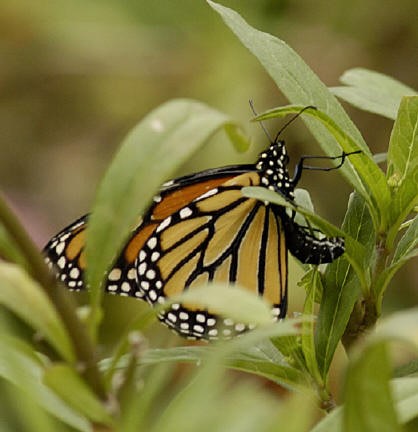 Monarch butterfly laying an egg