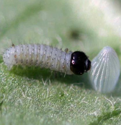 Newborn caterpillar