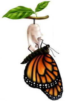 Life Cycle – Monarch Butterflies
